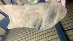1995 - 1998 Porsche 993 911 Footwell Kick Panels Cashmere Beige. Fixed Price $79.00.