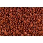61-64 Pontiac Star Chief Door W/o Console 21-BURNT Orange Carpet For Auto Tran. Fixed Price $296.95.